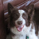 Zeke was adopted in August, 2015